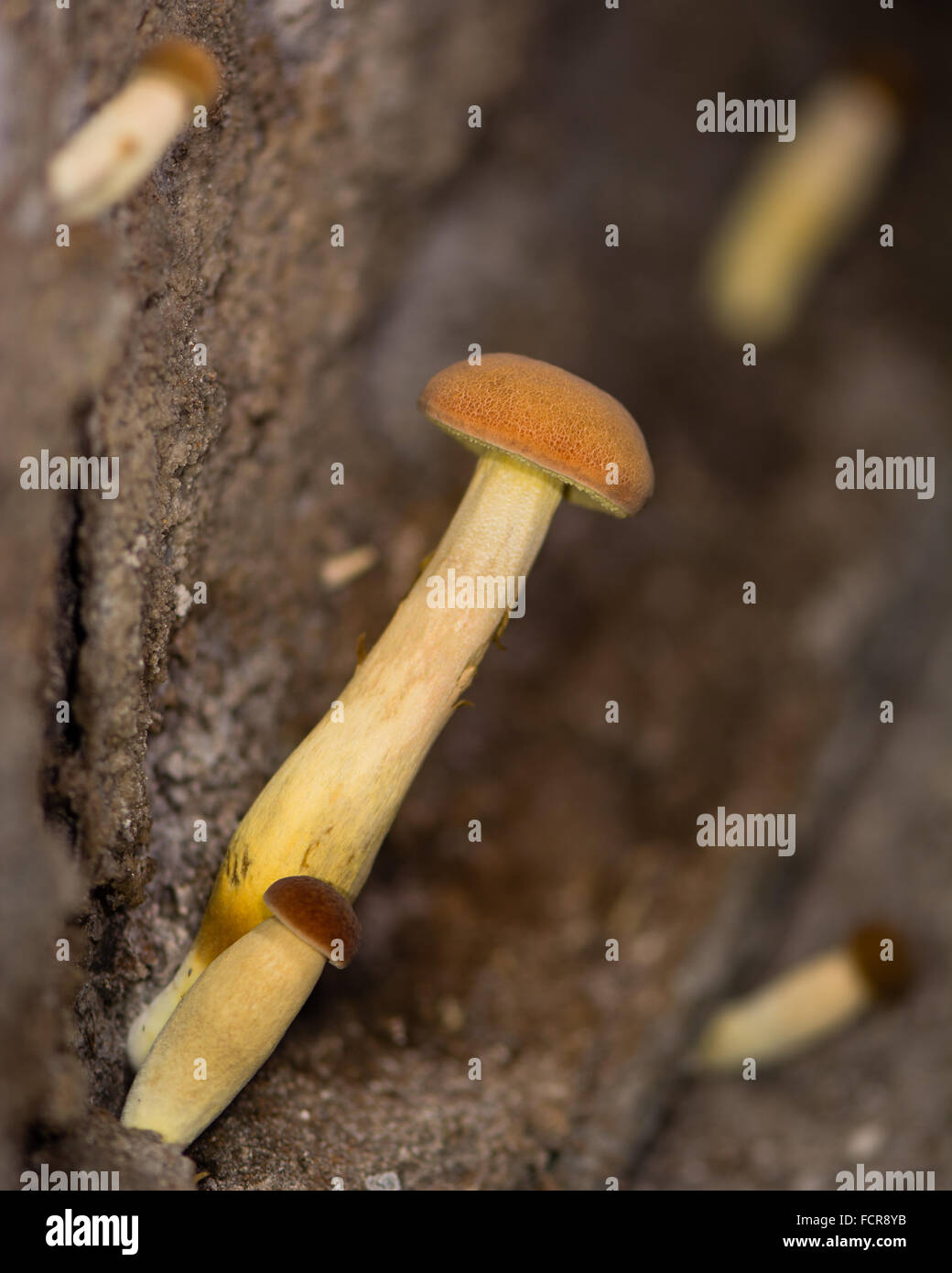 Peppery bolete mushrooms in cellar (Chalciporus piperatus). Mushrooms in the family Boletaceae malformed due to growing conditio Stock Photo