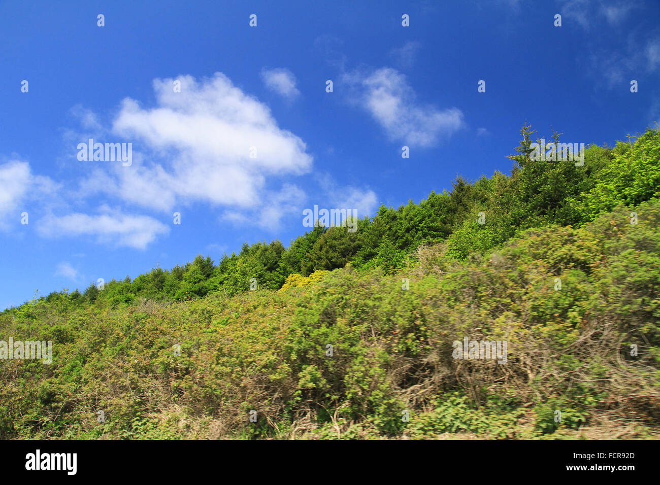 Lush plant life and blue skies at Alamere Falls in Point Reyes National Seashore in Marin County, California Stock Photo