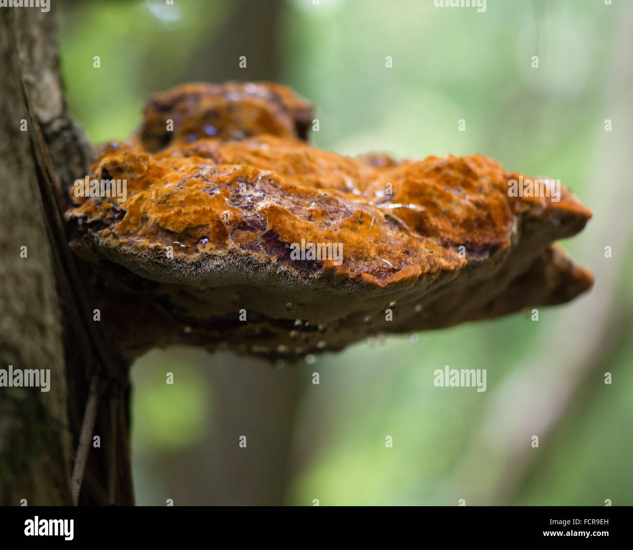 Shaggy bracket (Inonotus hispidus). A striking fungus in the family Hymenochaetaceae, with furry upper surface. On beech (Fagus) Stock Photo