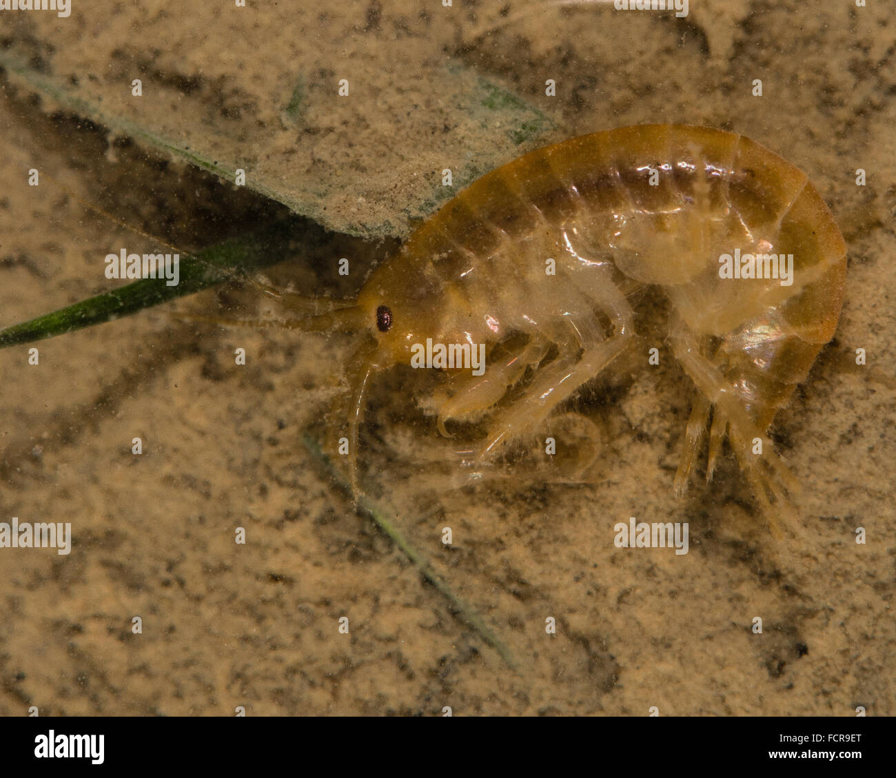Gammarus purlex. A common, often abundant, freshwater amphipod crustacean in the family Gammaridae Stock Photo