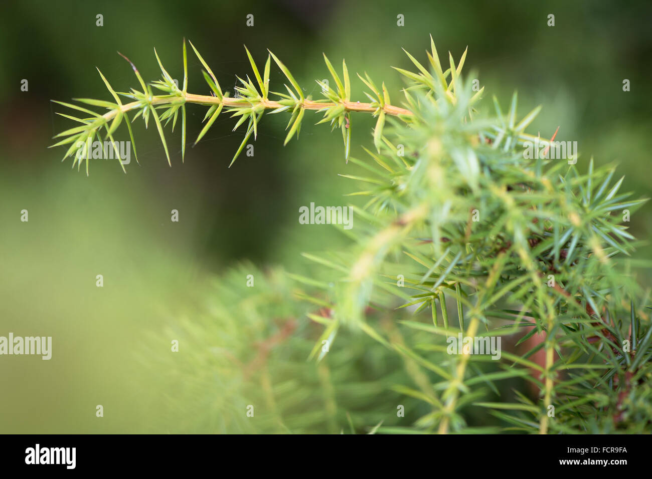 Common juniper (Juniperus communis). Detail of a juniper plant in family Cupressaceae showing needles and stems Stock Photo