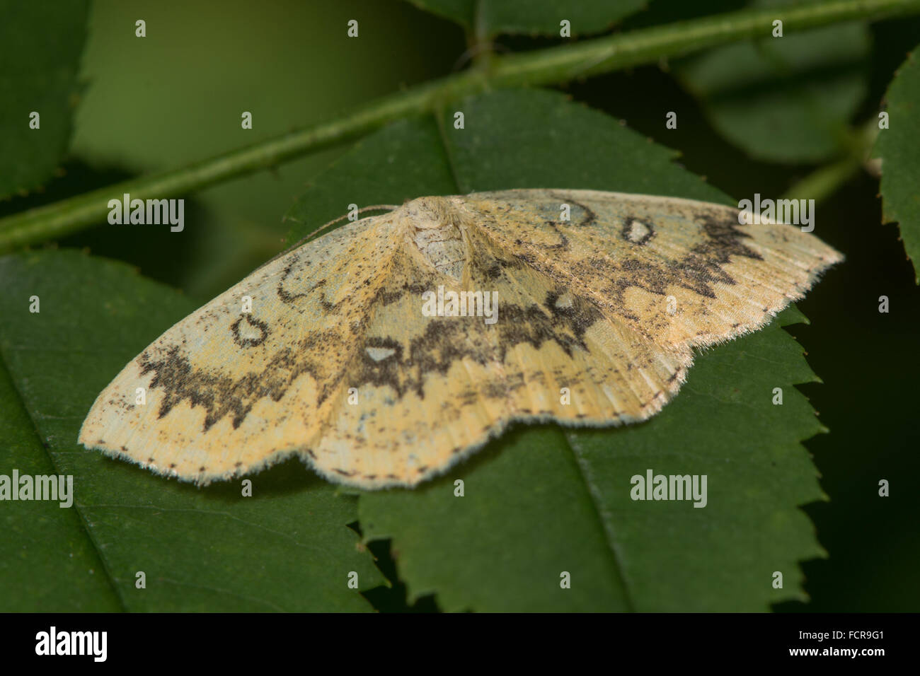 The mocha (Cyclophora annularia) moth. An attractive moth that feeds on field maple (Acer campestre), in the family Geometridae Stock Photo