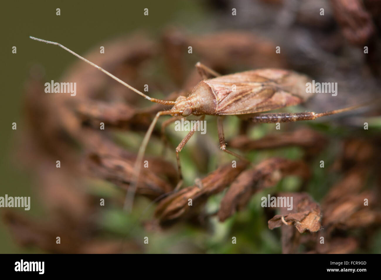 Phytocoris varipes Mirid bug. This genus in the family Miridae is distinctive Stock Photo