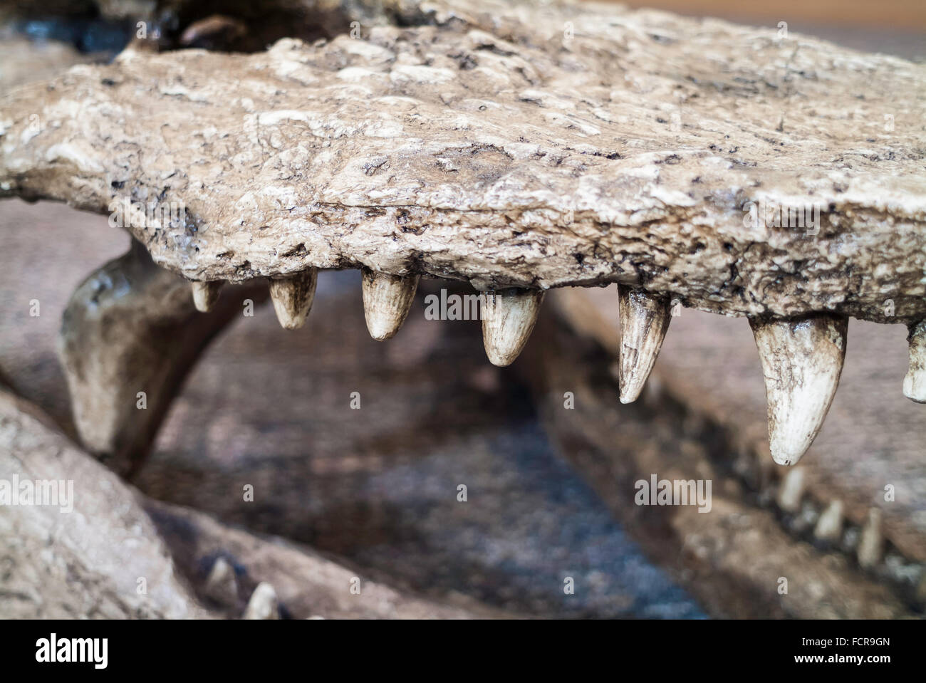 Gavialosuchus americanus, Miocene crocodile, Tate Museum, Casper College, Casper, Wyoming, USA Stock Photo