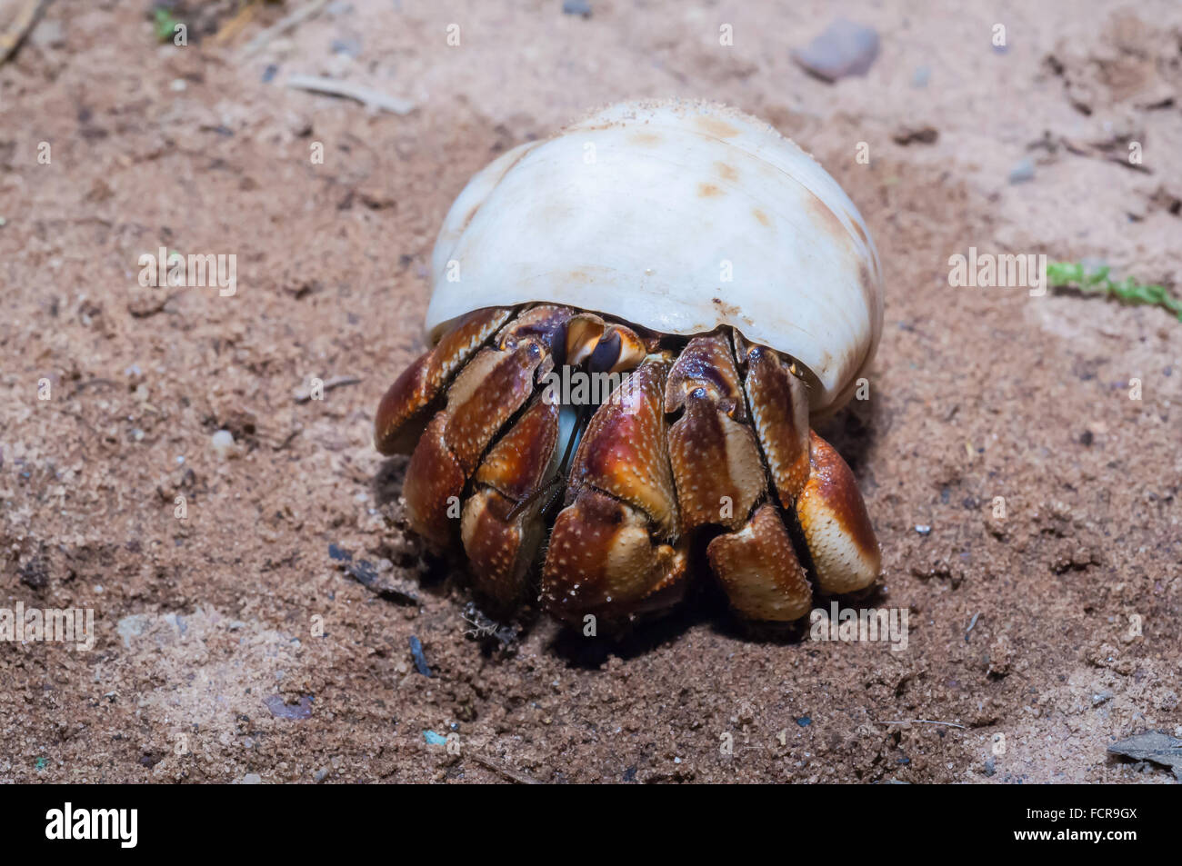 Caribbean hermit crab, West Atlantic crab, Coenobita clypeatus,  native to the west Atlantic, Bahamas, Caribbean Sea Stock Photo