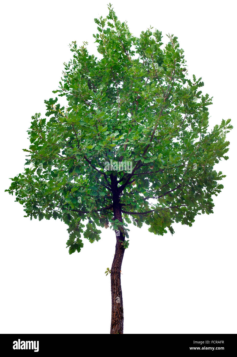 Oak Tree Isolated on White Background Stock Photo