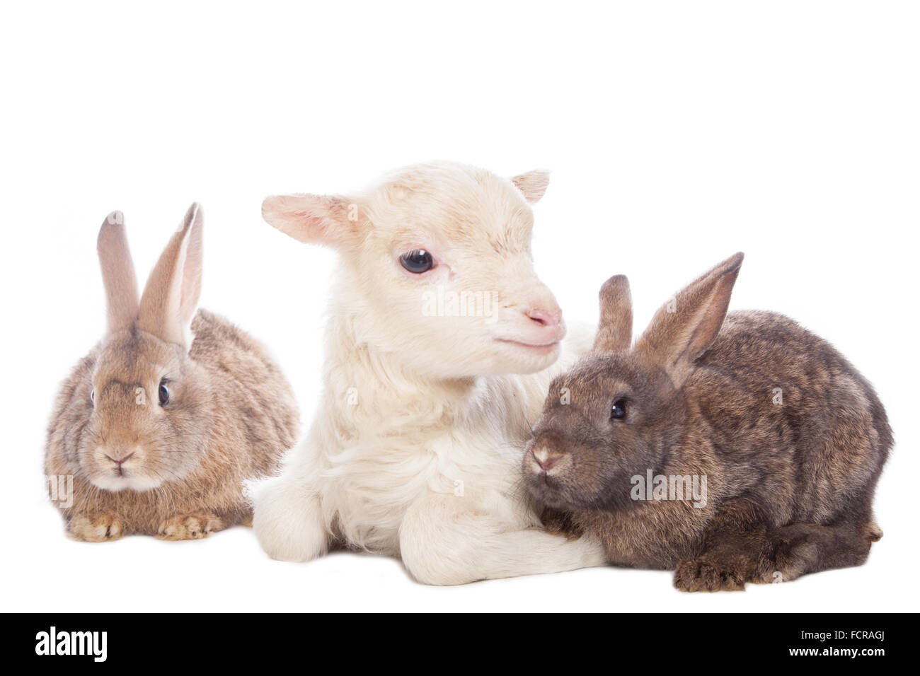 Lamb and rabbits Stock Photo - Alamy