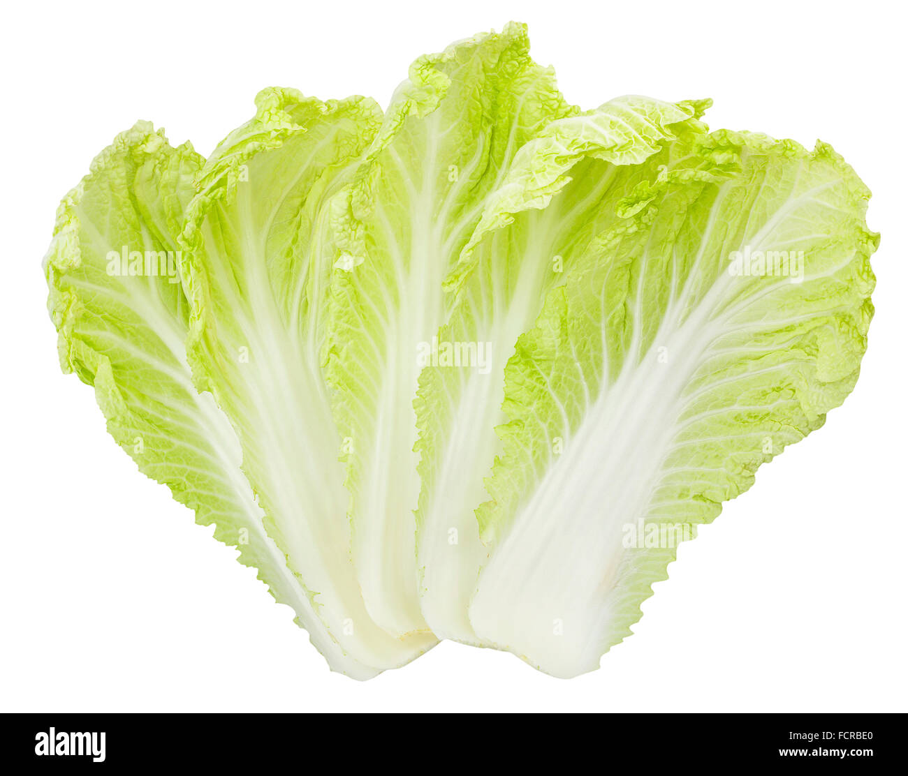 chinese cabbage isolated Stock Photo