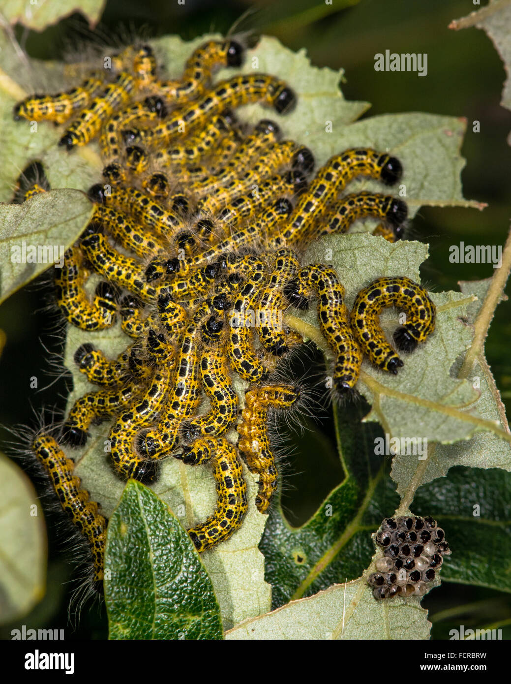 Buff-tip moth (Phalera bucephala) mid-instar caterpillars. Larvae in the family Notodontidae feeding gregariously on turkey oak Stock Photo