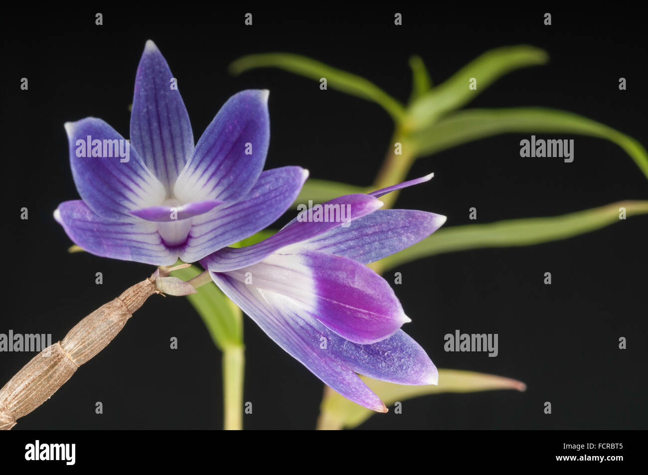 Queen Victoria's Dendrobium, Dendrobium victoria reginae, orchid species, native to Philippines Stock Photo
