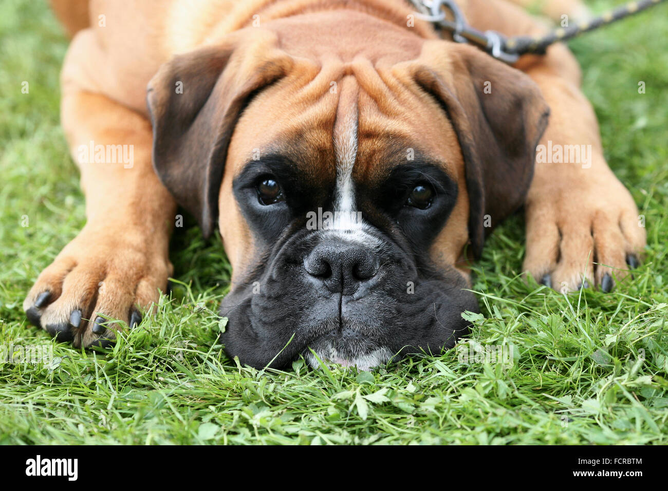 Sad Deutscher Boxer on a green grass lawn Stock Photo
