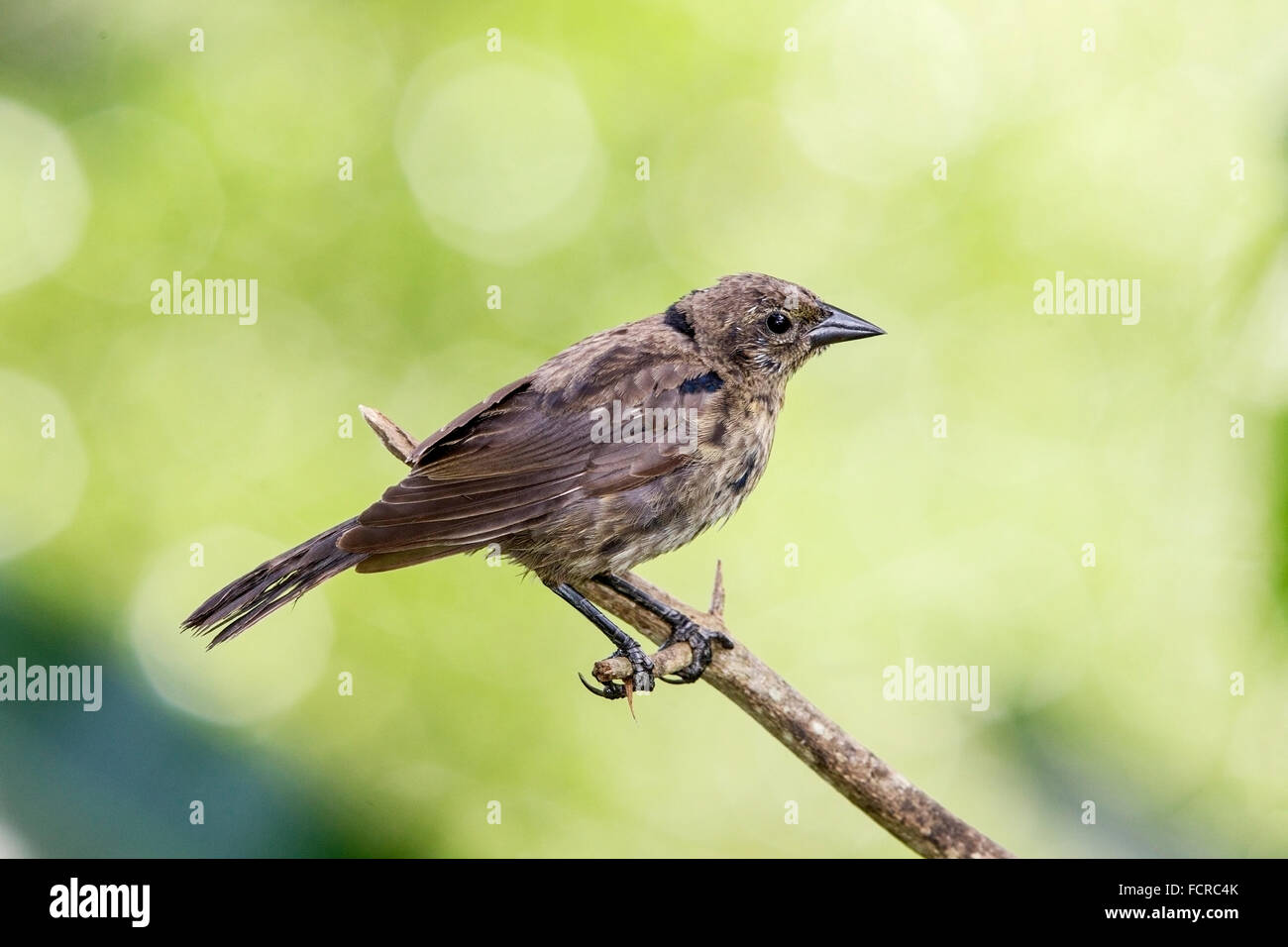 shiny cowbird (Molothrus bonariensis) immature male standing on branch in forest, Trinidad and Tobago Stock Photo
