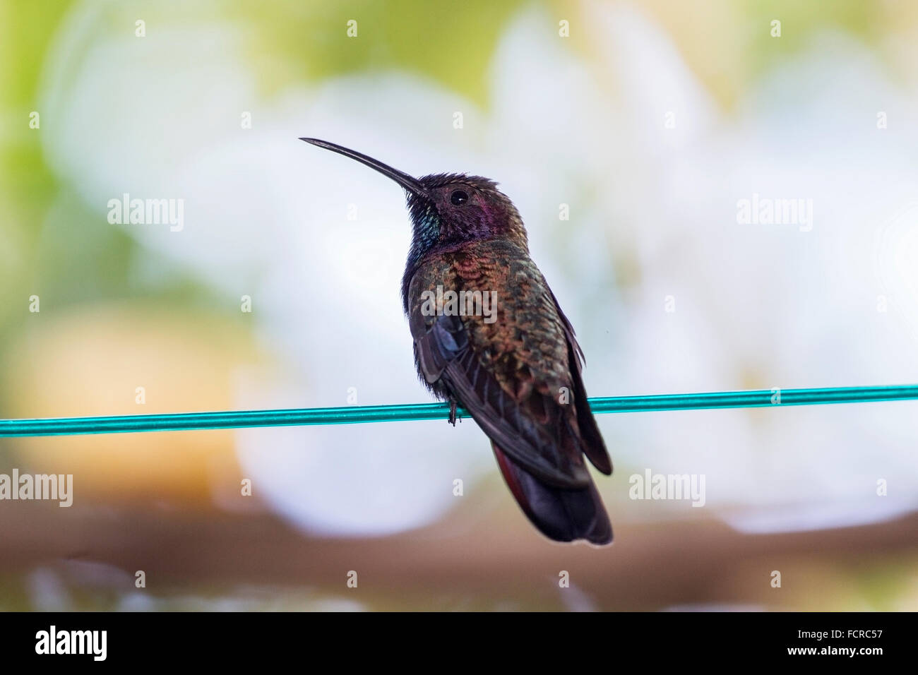 Jamaican mango (Anthracothorax mango) hummingbird, adult male perched