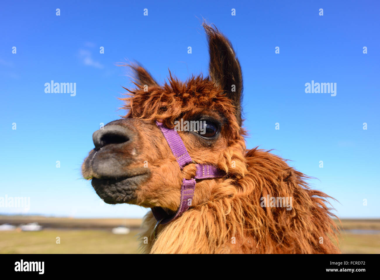 An alert Alpaca with orange fur and a purple harness in front of a blue sky. Stock Photo