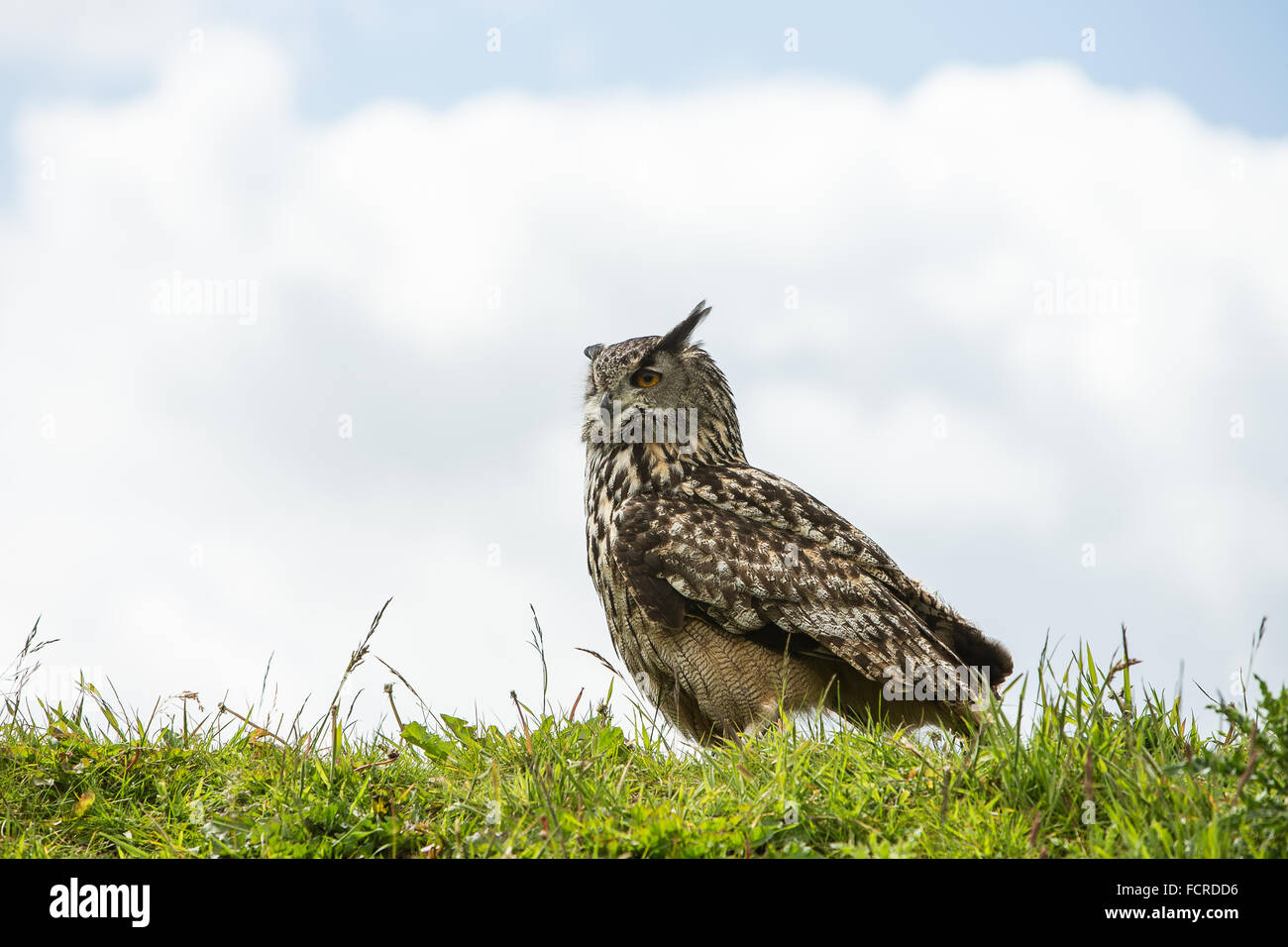 Owl perches on grassy bank  during a birds of prey display at the Scottish Deer Centre, Cupar. Stock Photo