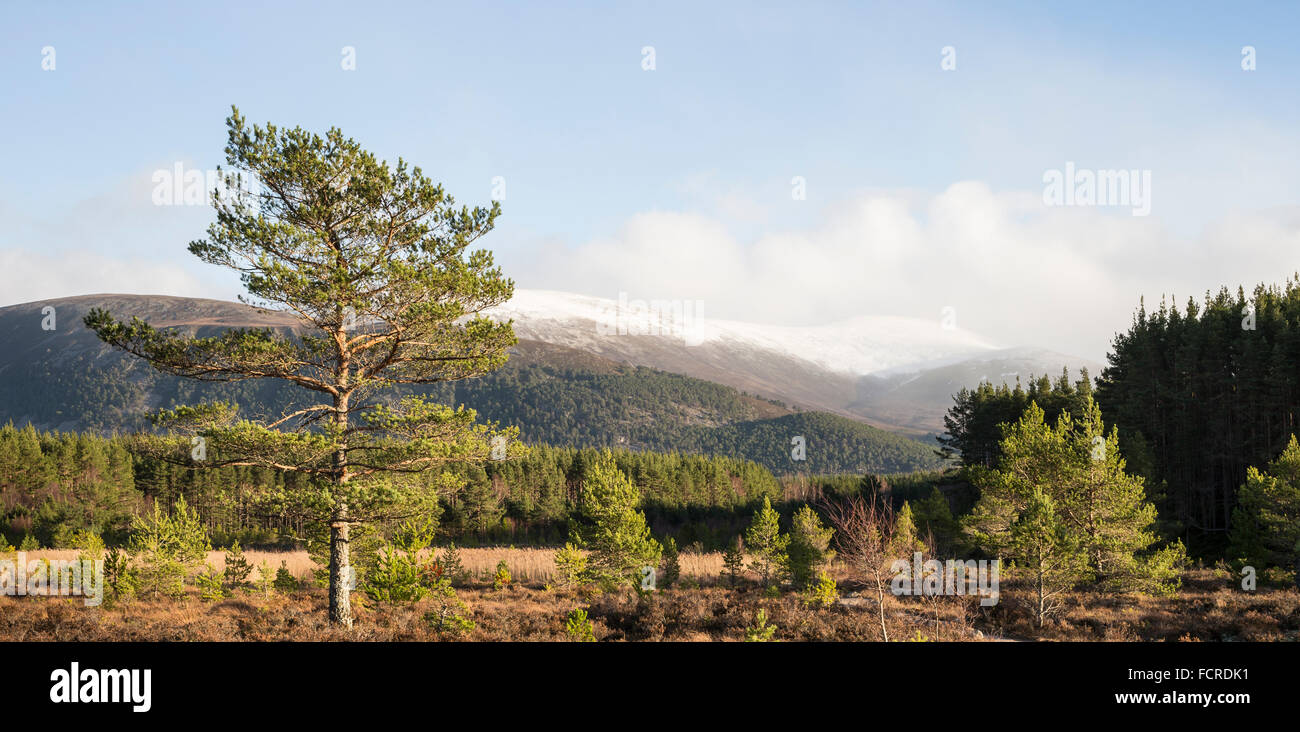 Glen Feshie in the Cairngorms National Park of Scotland Stock Photo - Alamy