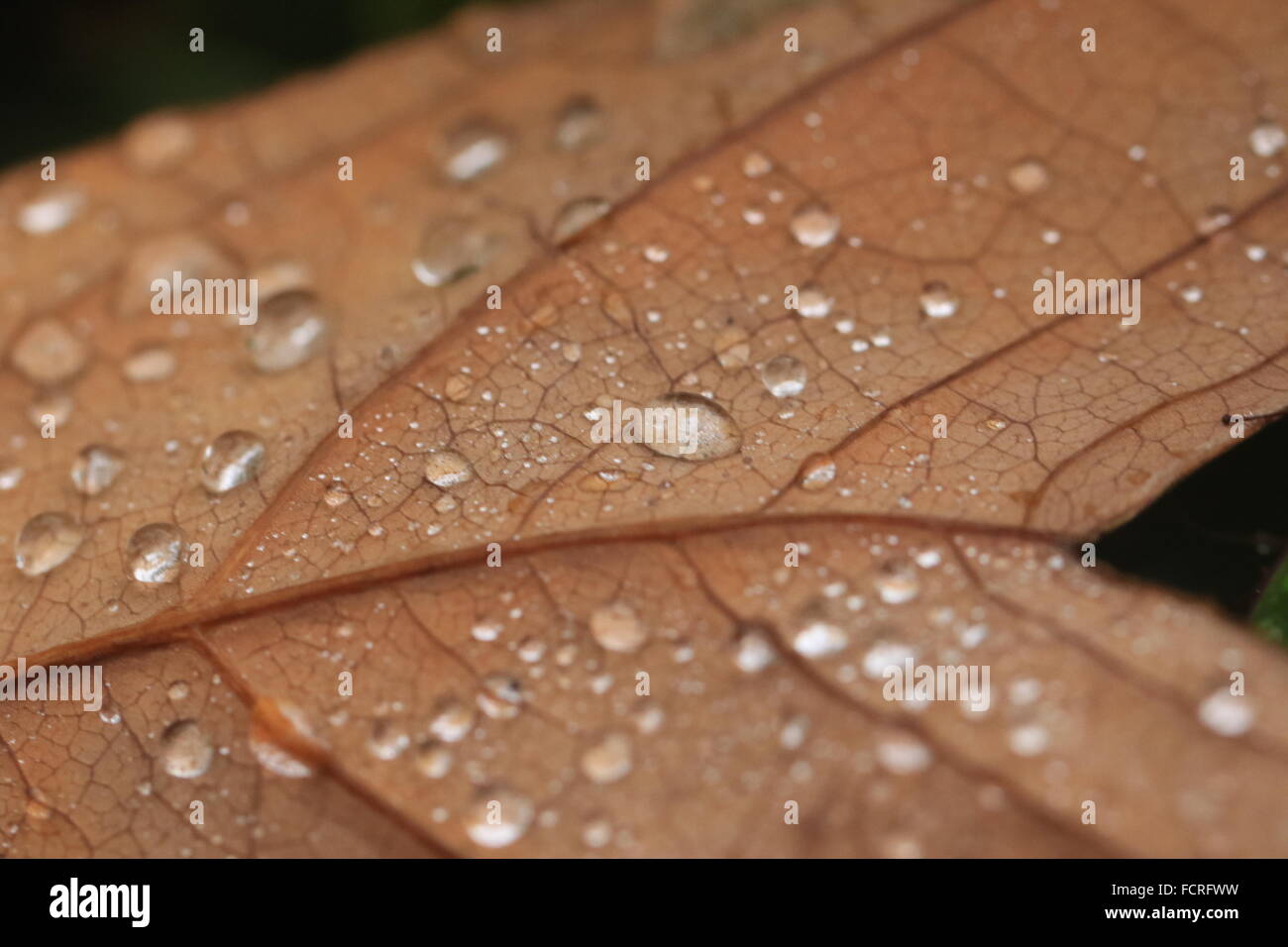 Spherical water droplets on a fallen brown leaf after a rainstorm Stock