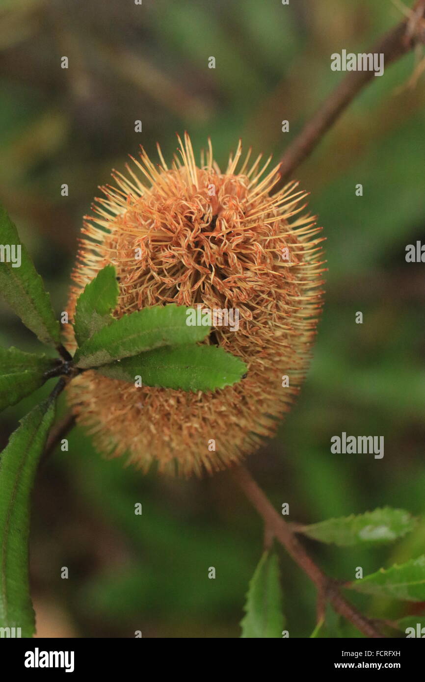 Orange Australian Banksia oblongifolia, also known as a rusty banksia, a flower with spikes Stock Photo