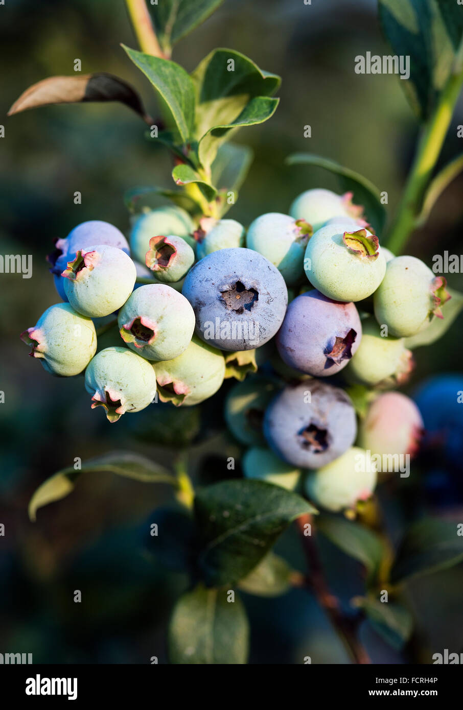 Blueberry bush, New Jersey, USA Stock Photo Alamy