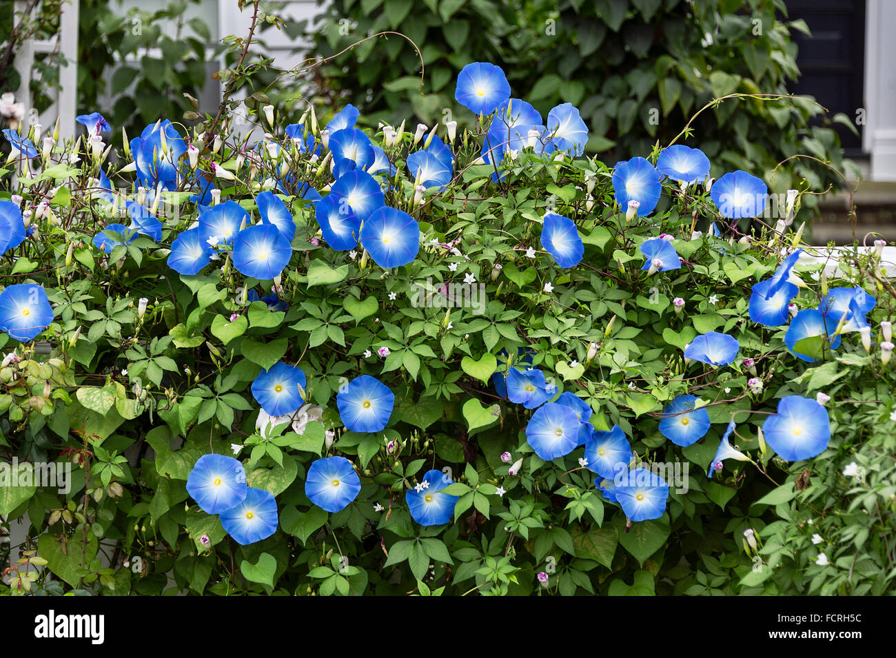 Morning Glory in full bloom. Stock Photo