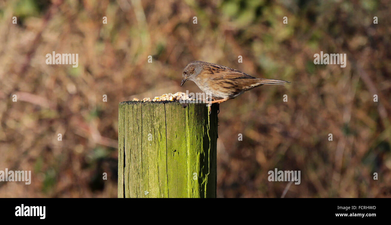 Dunnock eating seeds off fence post Stock Photo