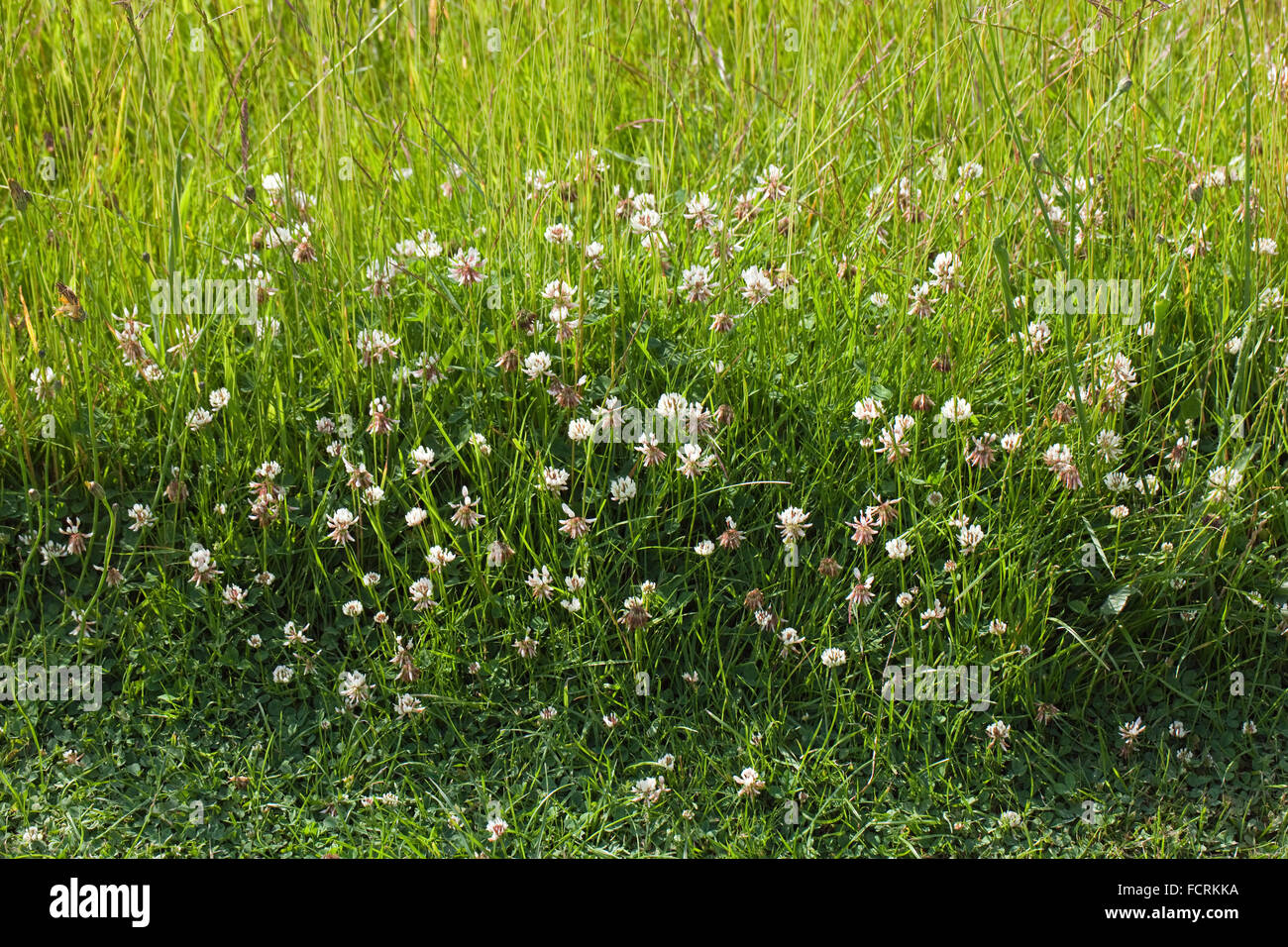 Temperate grassland hires stock photography and images Alamy