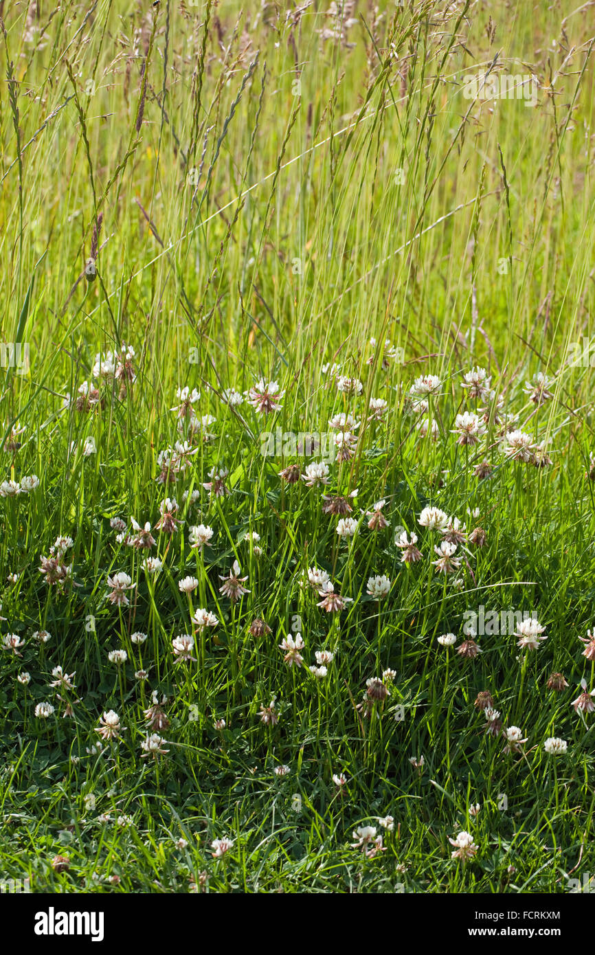 Temperate grassland hires stock photography and images Alamy