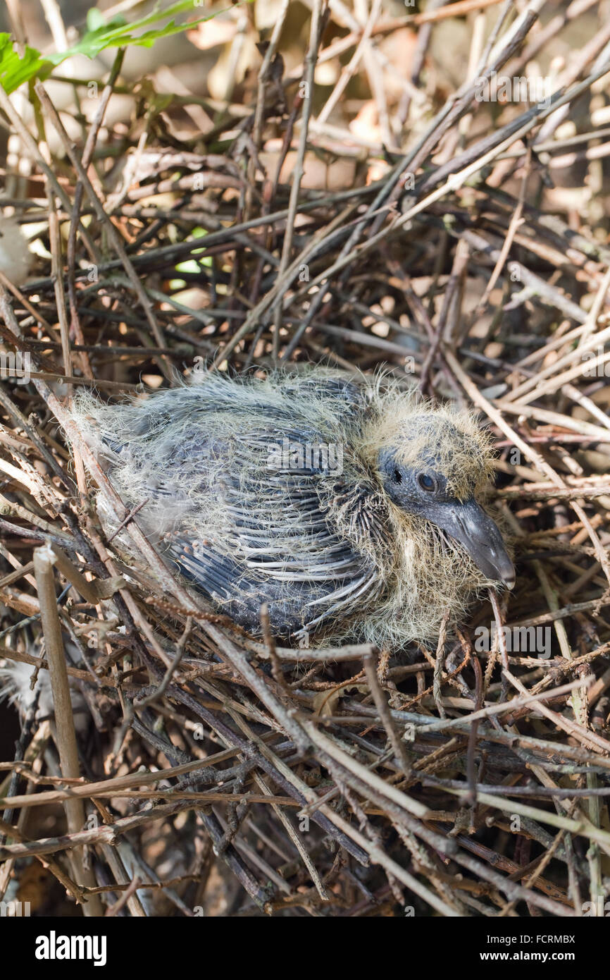 Wood-pigeon (Columba palumbus). Single 'squab' or young, in nest. Estimated 8 days old. Stock Photo