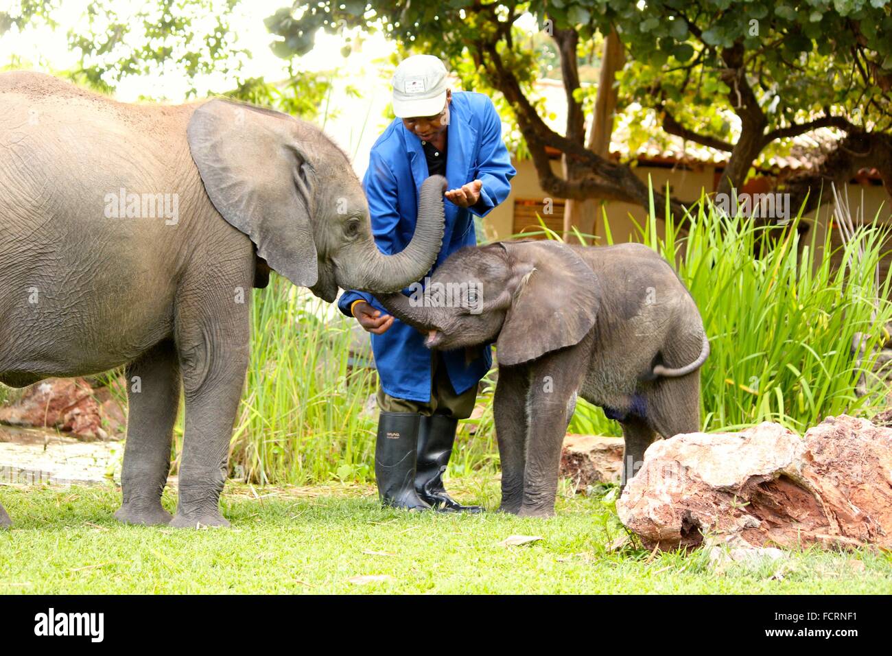 Zimbabwe elephant nursery hires stock photography and images Alamy