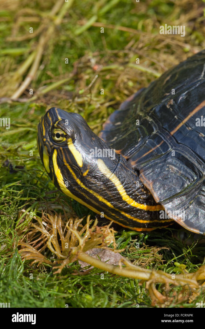 North American Southern Painted Turtle (Chrysemys picta dorsalis Stock ...