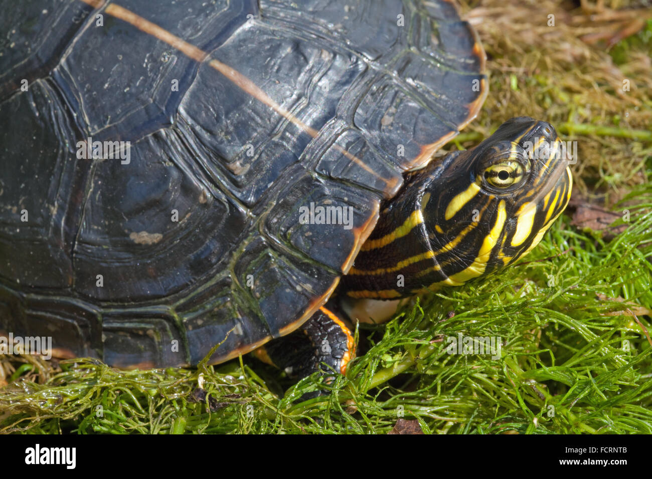 Southern Painted Turtle (Chrysemys picta dorsalis). Orange or yellow