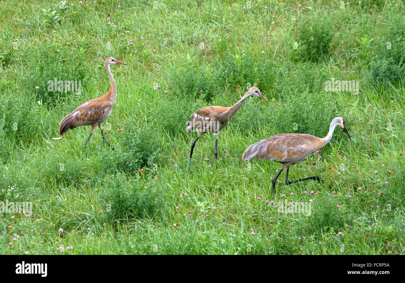 Sandhill crane, Grus canadensis, adult with two juveniles in hay field Stock Photo