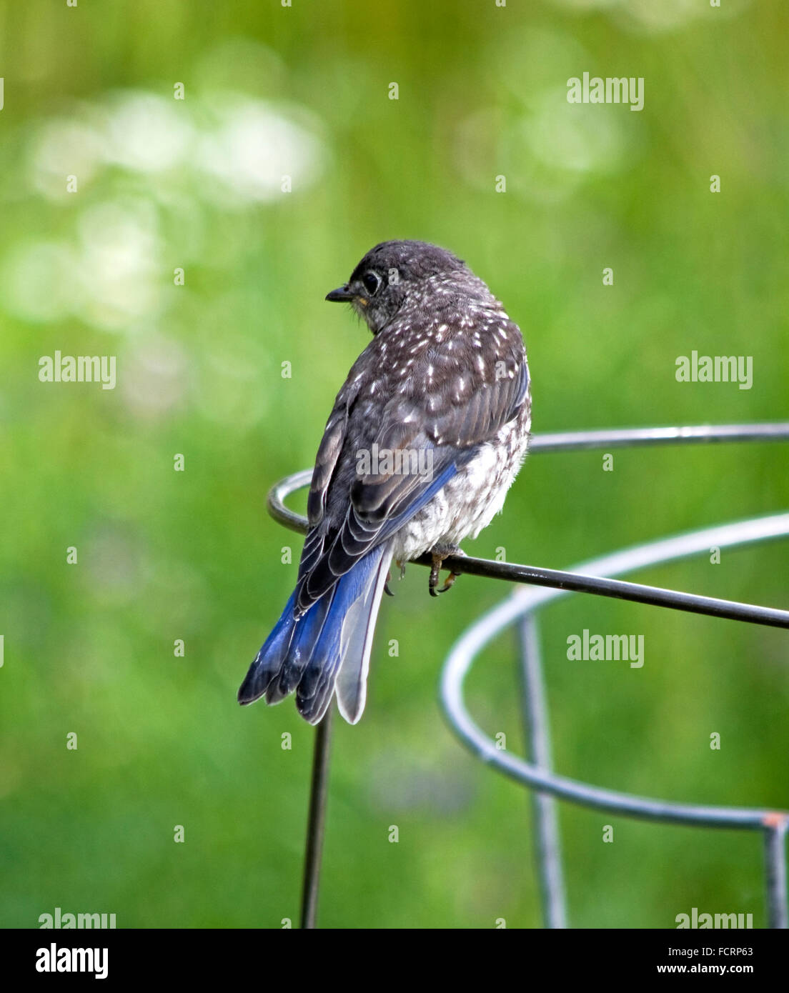 Eastern bluebird, Sialla sialis, juvenile perched on wire plant support