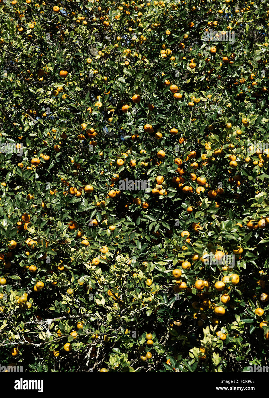 Orange tree with abundant fruit, Florida, USA Stock Photo Alamy