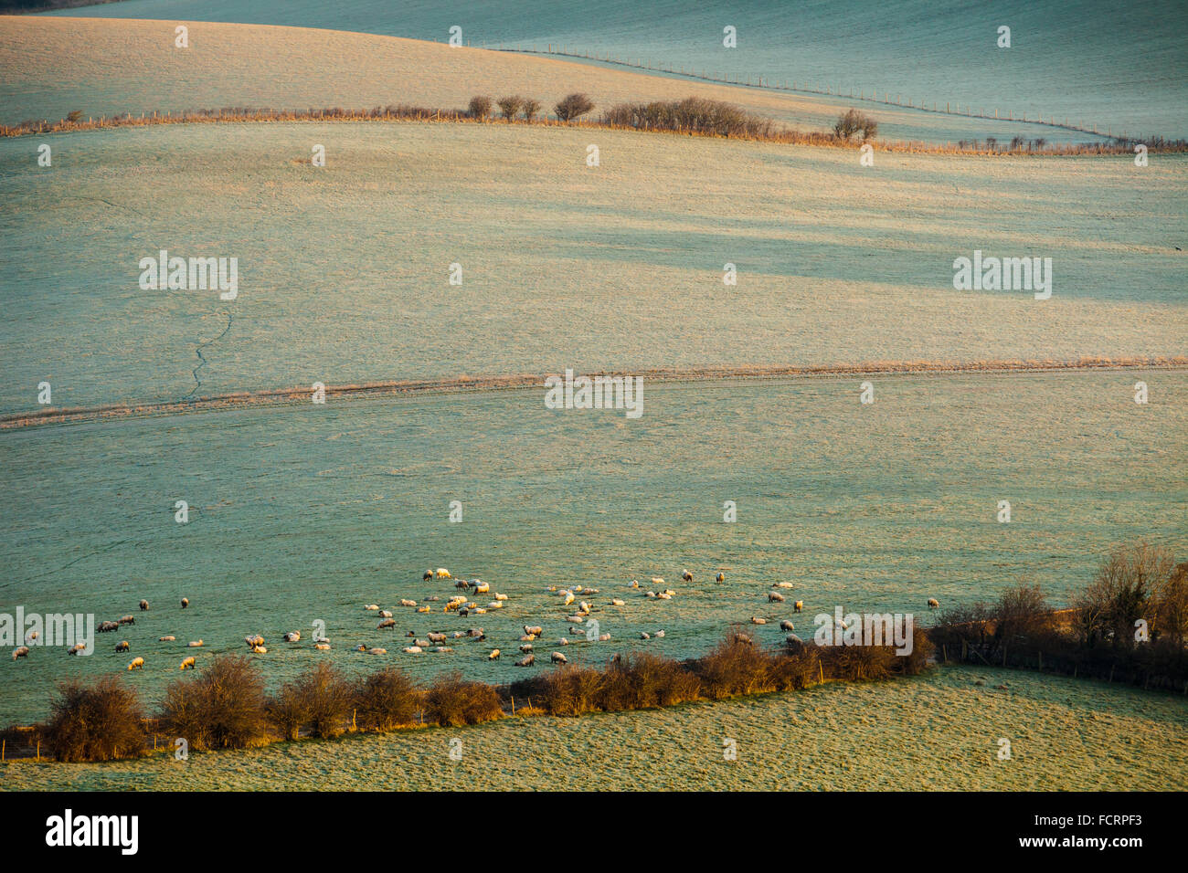 Frosty winter morning in South Downs National Park in East Sussex, England. Stock Photo