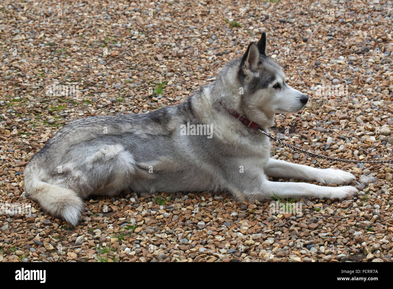 SIBERIAN HUSKY DOG (CANIS LUPUS FAMILIARIS). Moulting.Old coat being replaced by new. Stock Photo