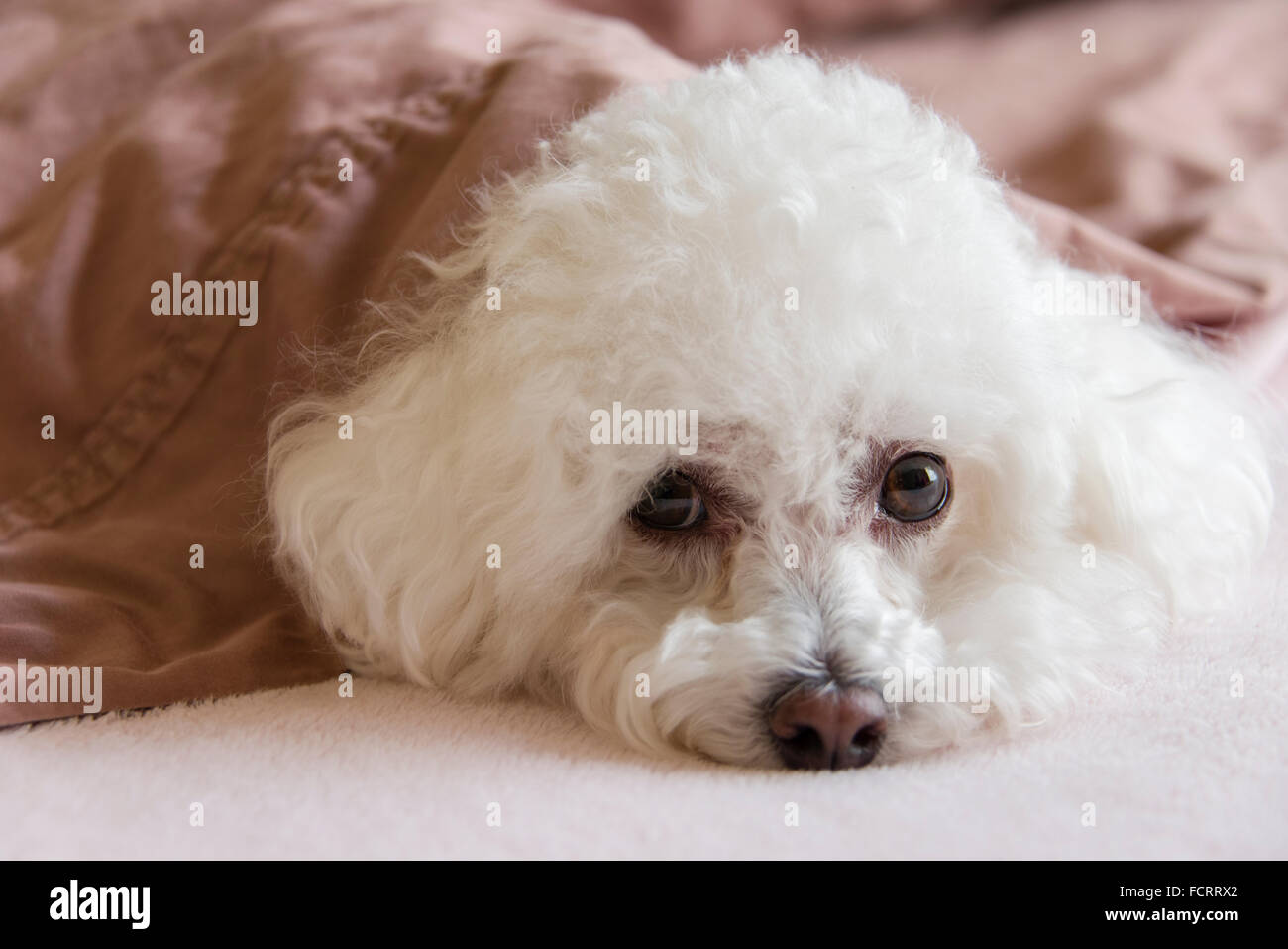 Bichon Frise dog snuggled on a bed under the sheets Stock Photo Alamy