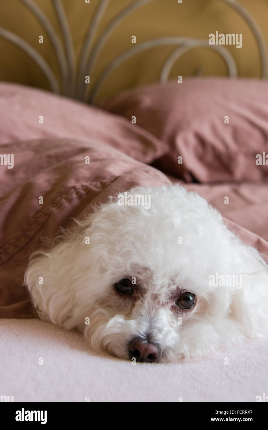 Bichon Frise dog snuggled on a bed under sheets Stock Photo Alamy