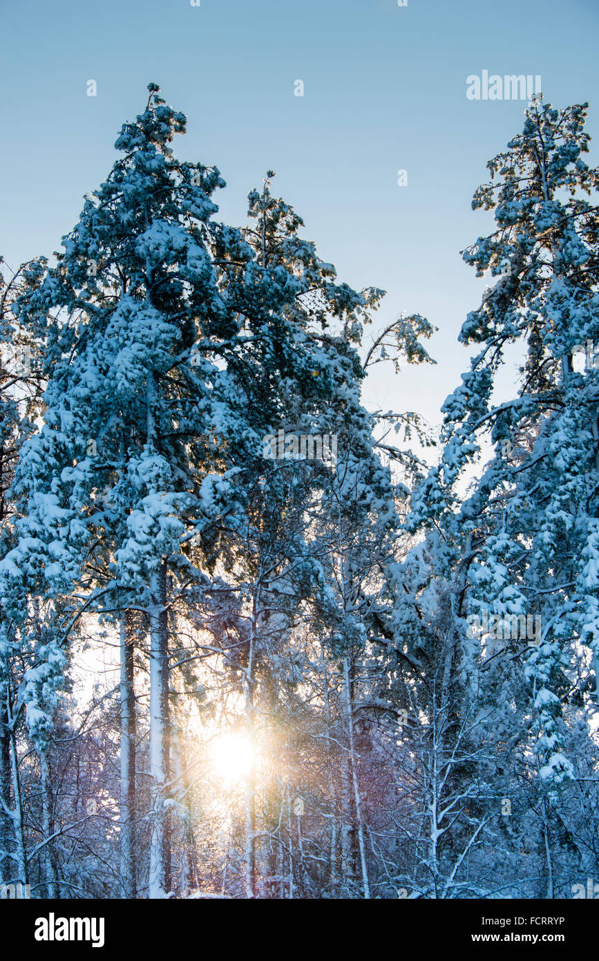 Arkansas pine trees hires stock photography and images Alamy
