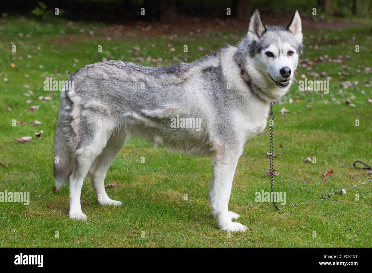 Husky molting cheap