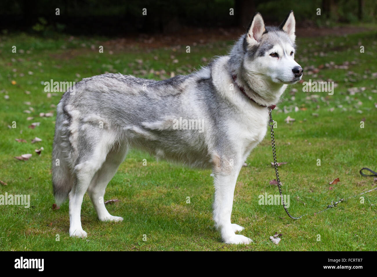 Siberian Husky. Dog. Canis familiaris. Rear left flank, showing hair