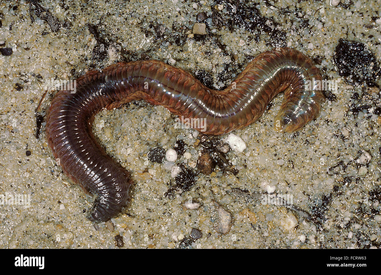 Clam Worm, (Nereis acuminata), Atlantic Stock Photo