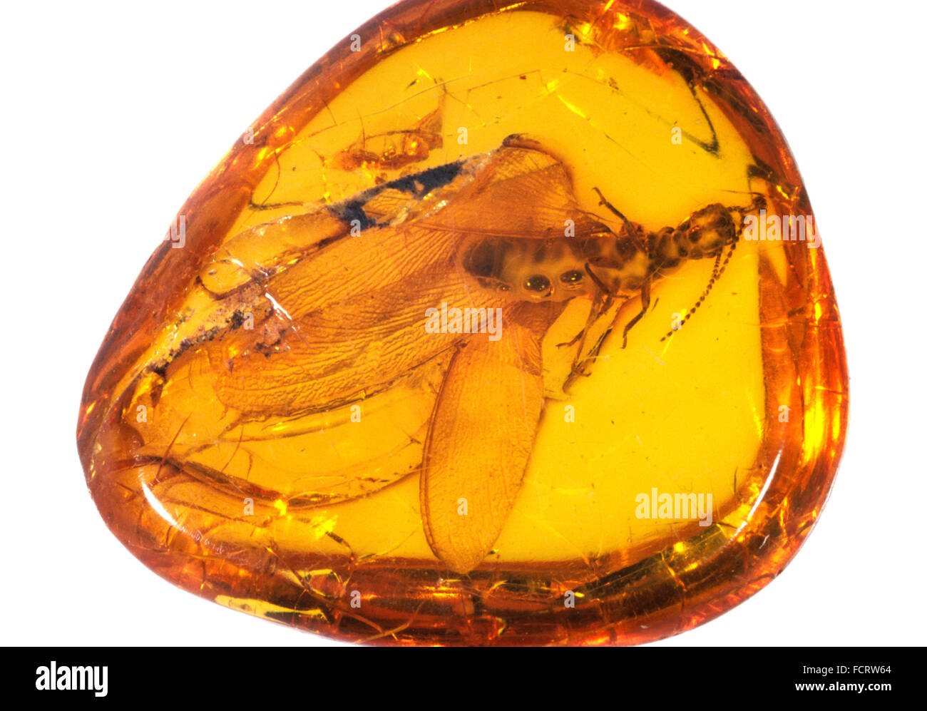 Insect trapped in amber hi-res stock photography and images - Alamy