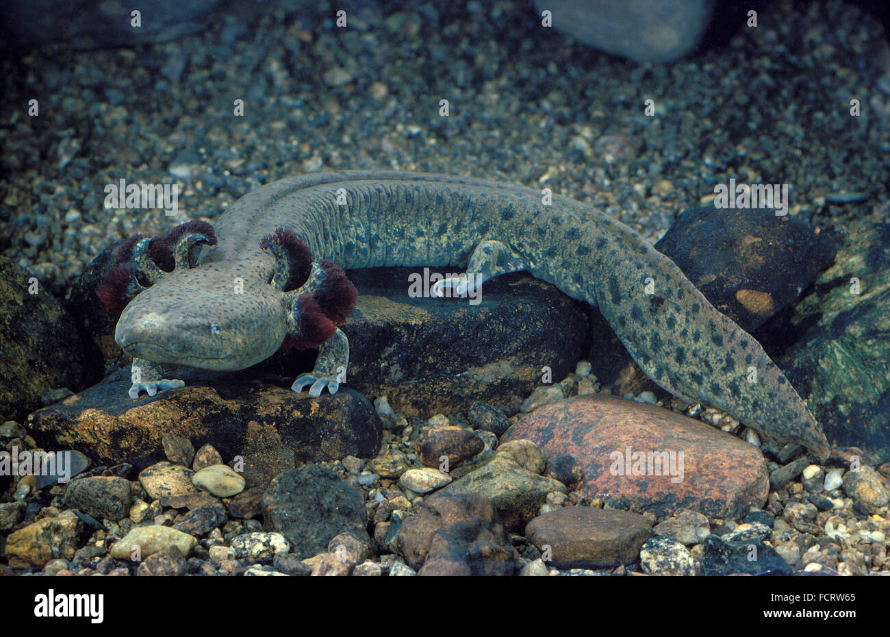 Common Mudpuppy salamander (Necturus maculosus), underwater Stock Photo