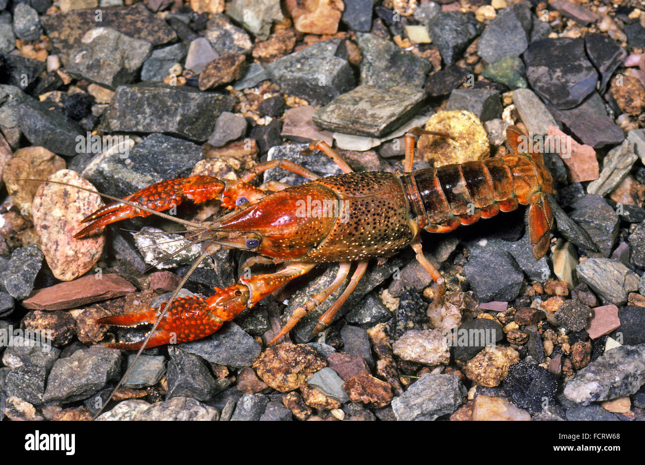 Southern Crayfish aka: Red Swamp Crayfish, (Procambarus clarki) Stock Photo