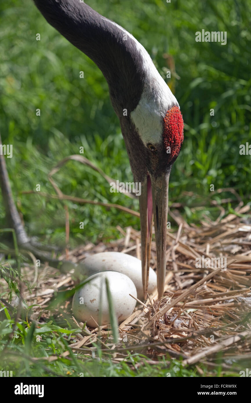 Red-crowned, Japanese or Manchurian Crane (Grus japonensis). Female turning clutch of two eggs and adjusting nesting material. Stock Photo