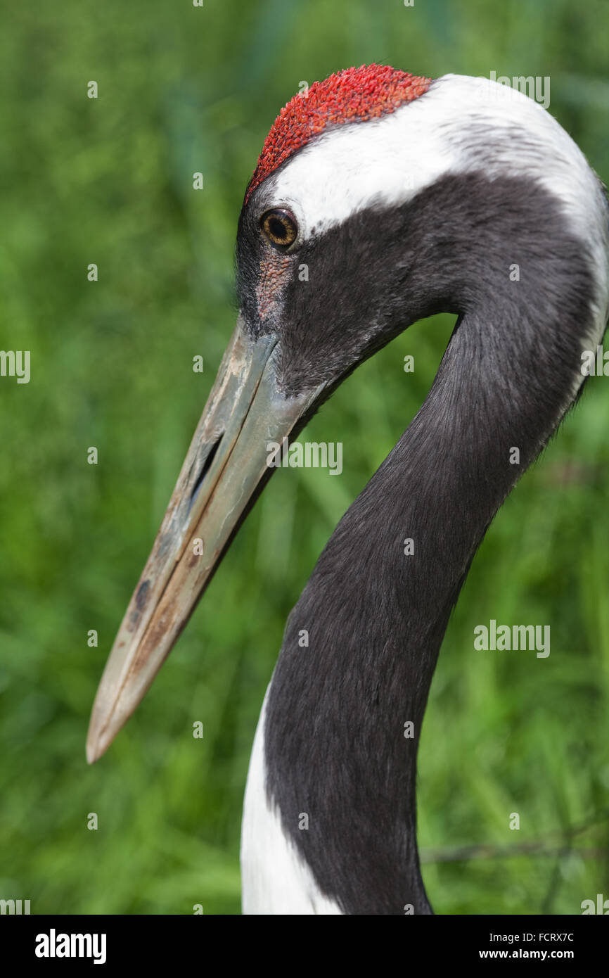 RED-CROWNED, JAPANESE or MANCHURIAN CRANE (GRUS JAPONENSIS). Mild threat posture, head, bill; red, blood filled papillae on the crown, thus firstname. Stock Photo