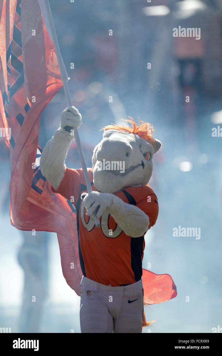 Denver, Colorado, USA. 24th Jan, 2016. Broncos mascot MILES runs on the field to start off the introductions of the Bronco players at Sports Authority Field at Mile High Sunday afternoon. The Broncos beat the Patriots 20-18. Credit:  Hector Acevedo/ZUMA Wire/Alamy Live News Stock Photo
