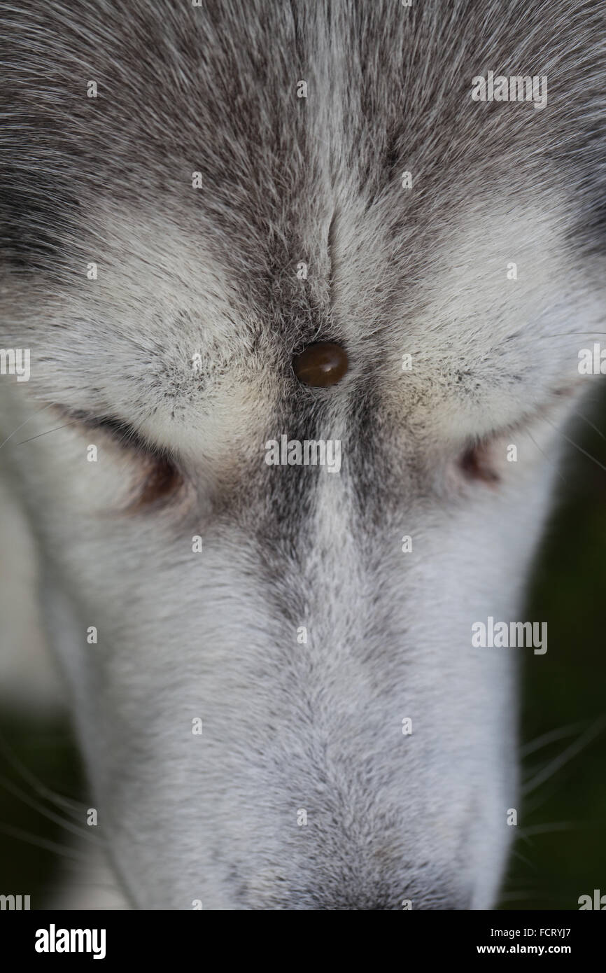 Siberian Husky. Dog. Canis lupus familiaris.  Forehead. Note tick, Ixodes ricinus, embedded on forehead between eyes. Stock Photo