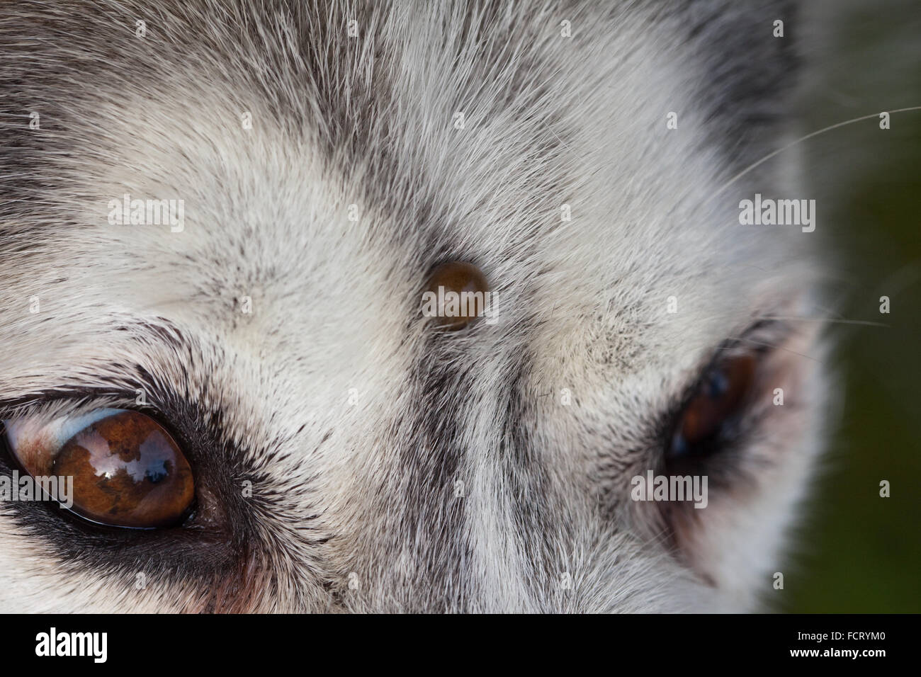 Siberian Husky. Dog. Canis lupus familiaris.  Forehead. Note tick, Ixodes ricinus, embedded on forehead between eyes. Stock Photo
